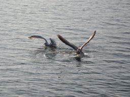 Competities HSV Alfheim